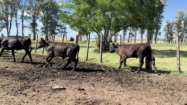 Lote TERNEROS