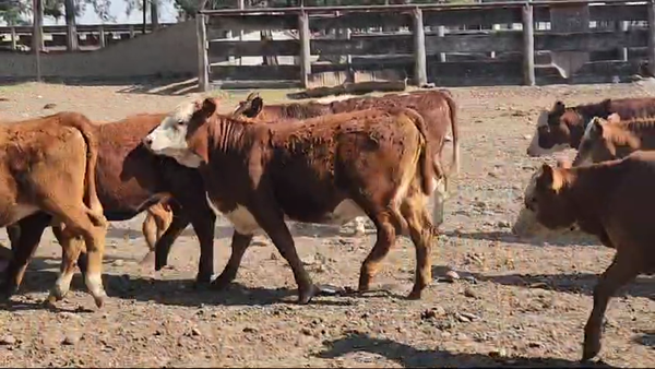 Lote 135 Terneras