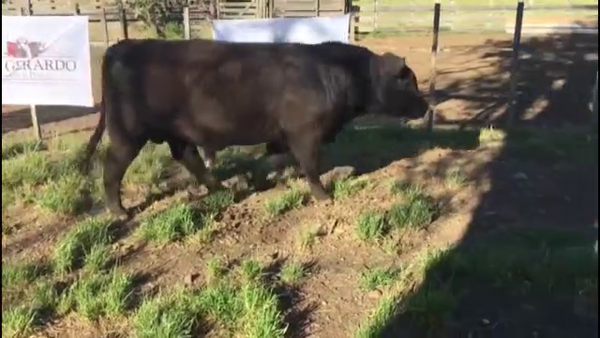 Lote TOROS ABERDEEN ANGUS