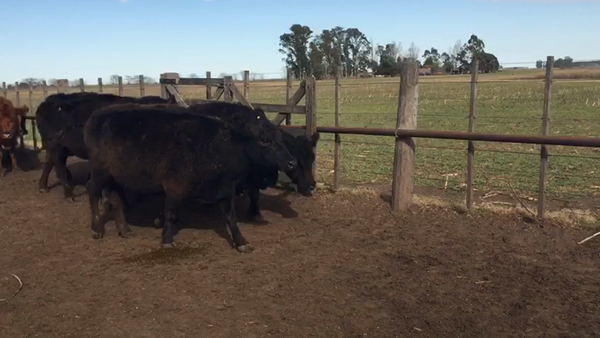 Lote 27 Vacas CUT preñadas en Ayacucho, Buenos Aires