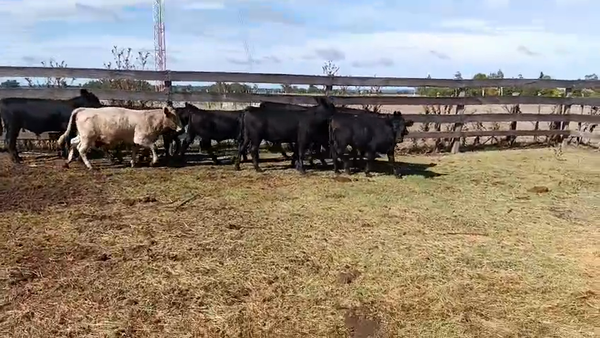 Lote 10 Terneros y Terneras, San José