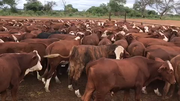 Lote 226 Novillitos en Villa R. Bermejito, Chaco