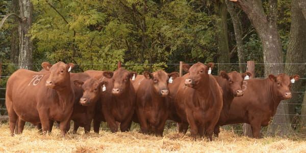 Lote VACAS ANGUS 2° SERV