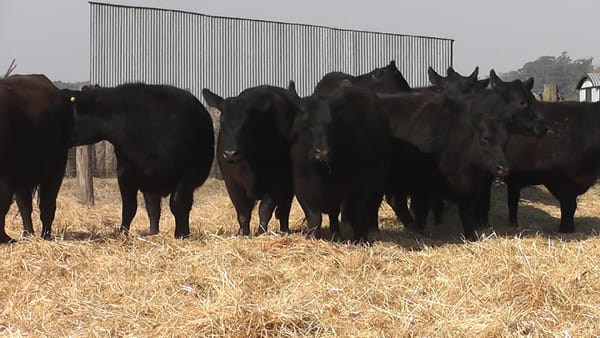 Lote VAQUILLONAS PURAS POR CUZA PREÑADAS