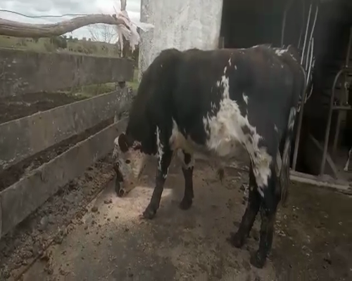 Lote Toros NORMAN DO 460kg - , San José