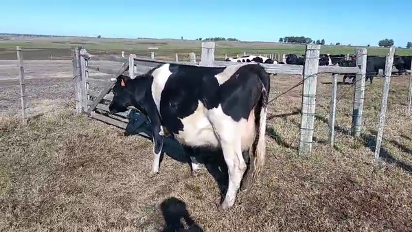 Lote Vacas de Invernada Holando 450kg -  en Ruta 23 Km 120