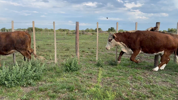 Lote 34 Vacas de invernar en Corrientes, Sauce