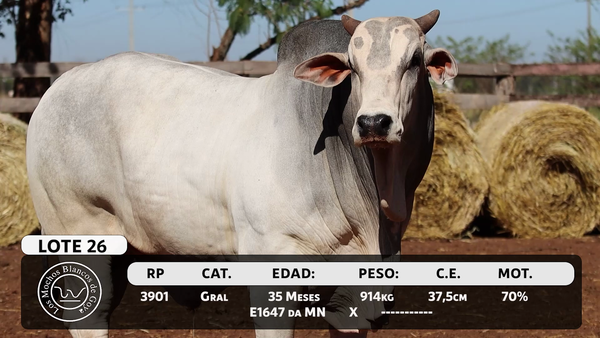 Lote LOTE 26