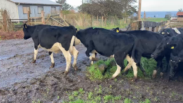 Lote 21 Novillo Engorda en Puerto Octay, X Región Los Lagos