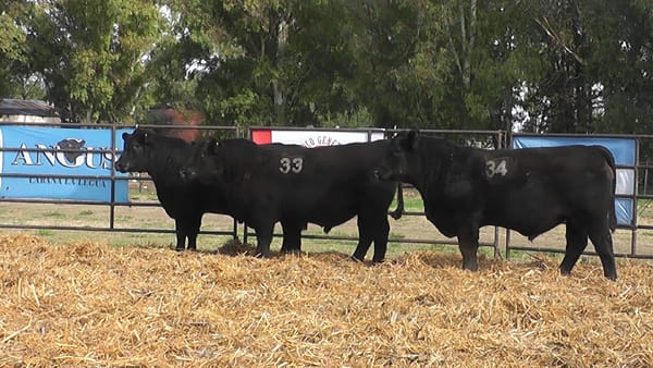 Lote TOROS ANGUS NEGROS PC