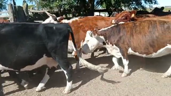 Lote 33 Vacas preañadas y paridas