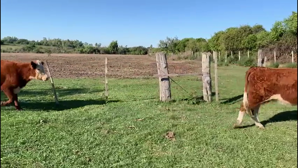 Lote VACAS Y VAQUILLONAS ENTORADAS