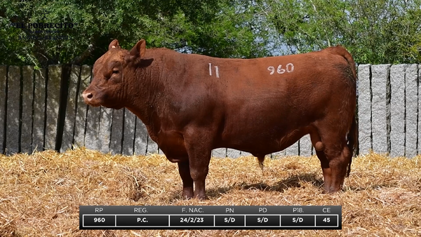 Lote ABERDEEN ANGUS P.C.