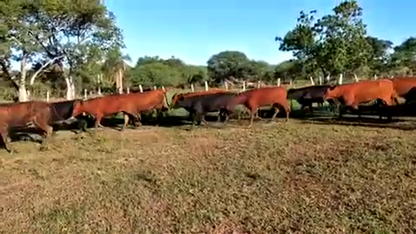 Lote 98 Vaquillonas P/ entorar en Formosa, Formosa