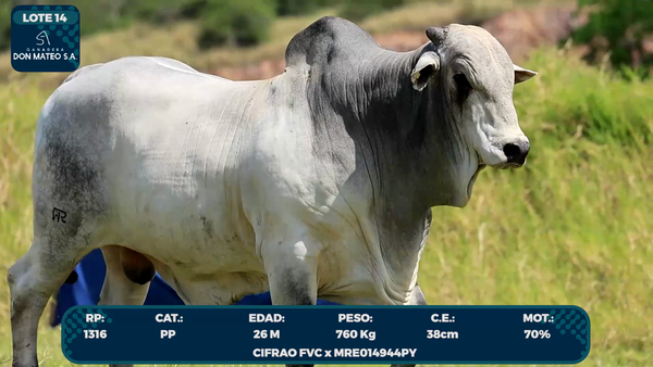 Lote LOTE 14