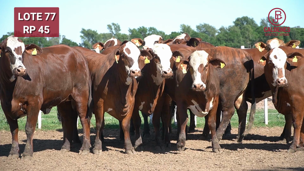 Lote BRAFORD 1/2 SANGRE PREÑADAS CON TORO HEREFORD JB. PARICIÓN JUNIO / JULIO 2026