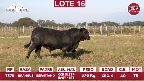 Lote Reproductores de Alborada - Lote 16