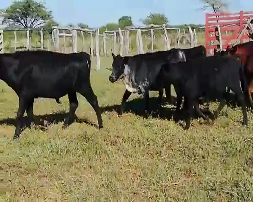 Lote 36 Novillitos en Federal, Entre Ríos