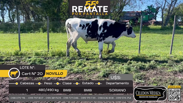 Lote 1 Novillos en Agraciada, Soriano