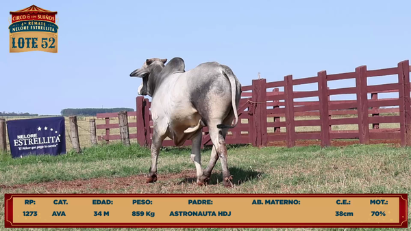 Lote LOTE 52