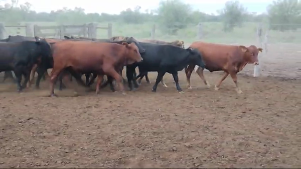 Lote 72 Vaquillonas en Quimilí, Santiago del Estero