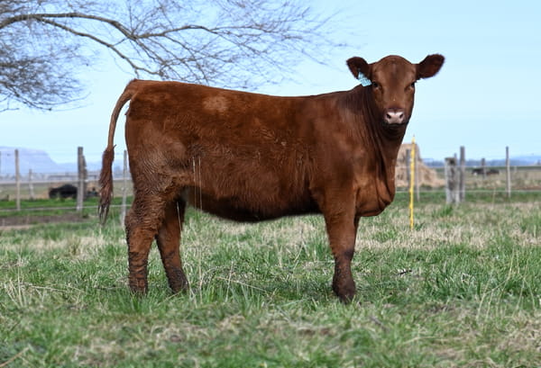 Lote TERNERAS PEDIGREE