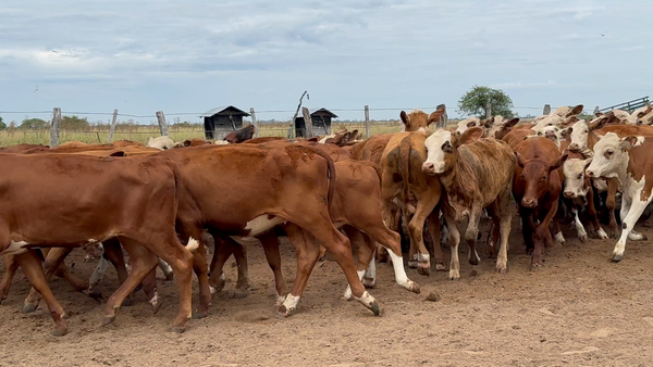 Lote 115 Terneras en Corrientes, Chavarría