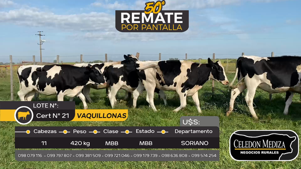 Lote 11 Vaquillonas holando en Agraciada, Soriano