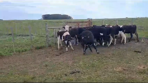 Lote (Vendido)15 Terneros y Terneras HOLANDO/ HEREFORD 145kg -  en PASO HOSPITAL