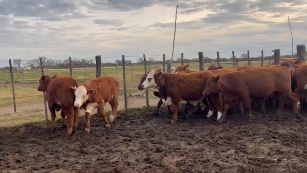 Lote 100 Terneros en Villa Paranacito