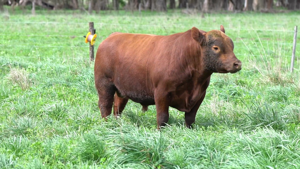 Lote TORO