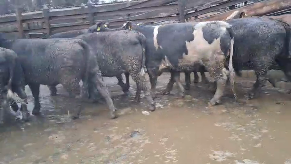 Lote 20 Vaquilla Gorda en Los Ángeles, VIII Región Biobío