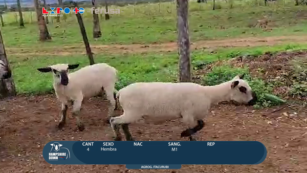 Lote LOTE 74  - CAMPO