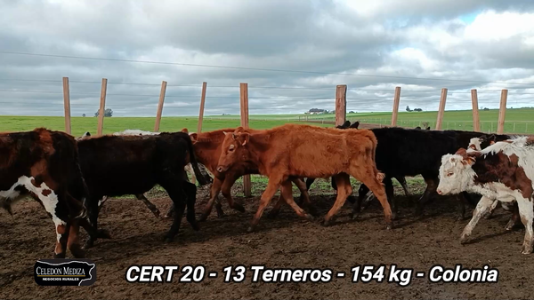 Lote 13 Terneros en La Horqueta, Colonia