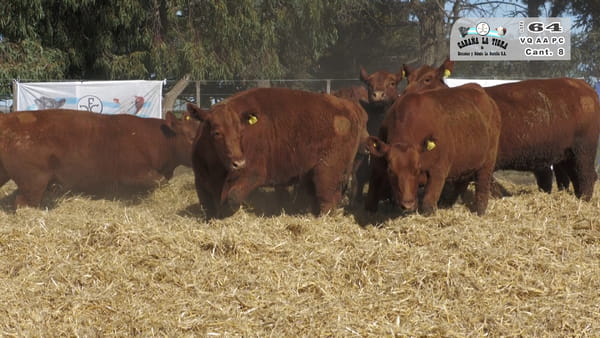 Lote VAQUILLONAS  PC  PARICION PRIMAVERA