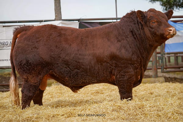 Lote TORO PP