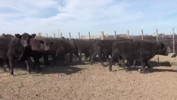 Lote 55 TERN. MACHOS, OLAVARRÍA, BS. AS.