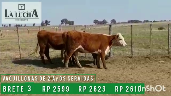Lote VAQUILLONAS PI DE 2 AÑOS SERVIDAS