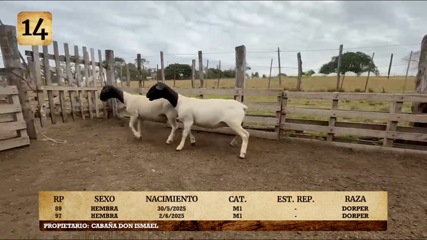 Lote LOTE 14