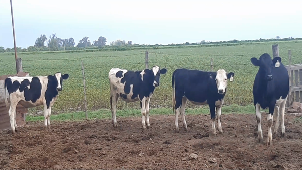 Lote 4 terneros y terneras en Santa Fe, Fidela