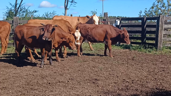 Lote 30 Novillo Consumo