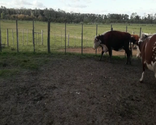 Lote Vacas Preñadas