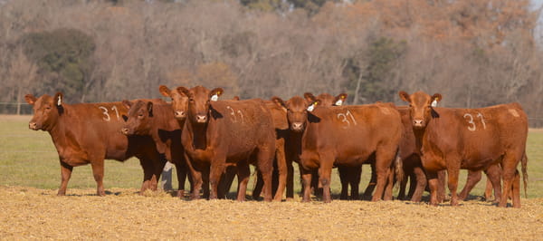 Lote VAQUILLONAS ANGUS PC PARICION OTOÑO