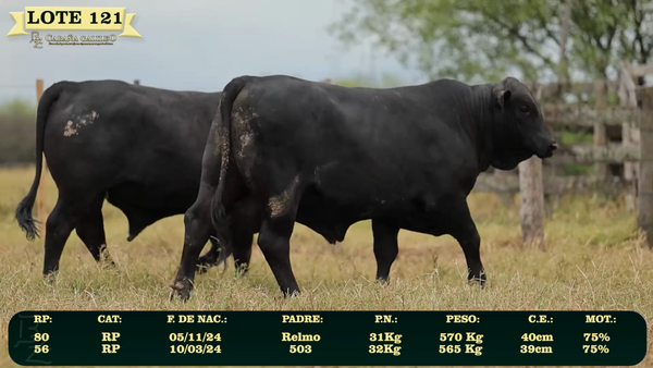 Lote LOTE 121