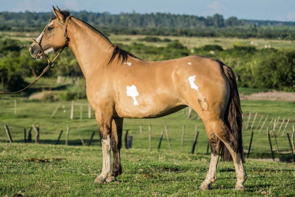 Lote CONSTANCIA RABICANA 1686