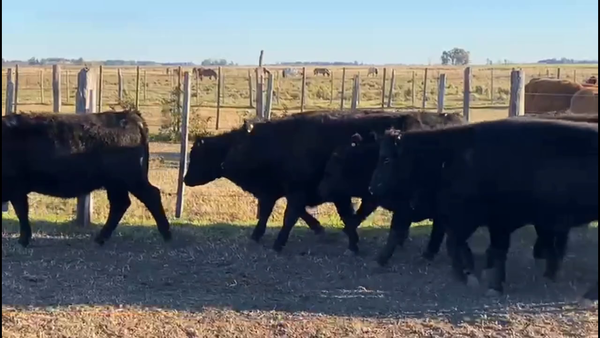 Lote 13 Vaquillonas P/ Servicio