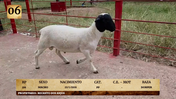 Lote LOTE 6