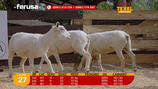 Lote Lote 27