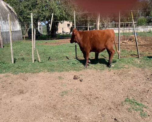 Lote Vacas preñadas