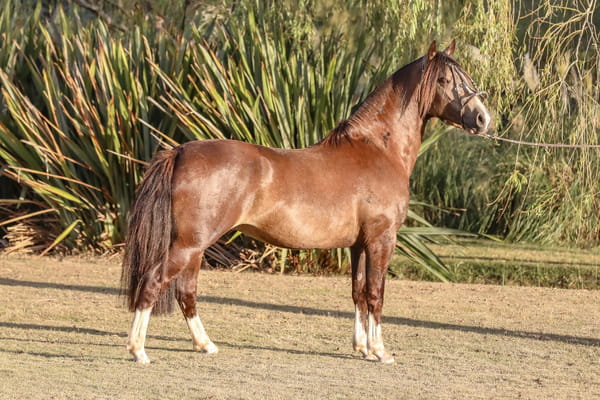 Lote FEDERAL CAPO